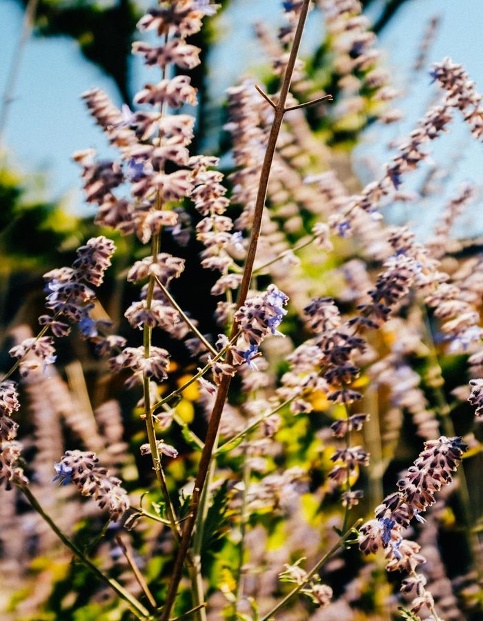 Abstract violet glowing herbs representing natural joint support balance
